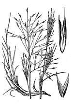 Load image into Gallery viewer, Sandhill Muhly*