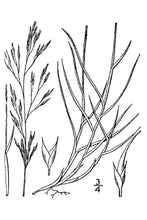 Load image into Gallery viewer, Sandhill Muhly*