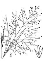 Load image into Gallery viewer, Scratchgrass Muhly*