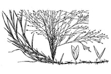 Load image into Gallery viewer, Scratchgrass Muhly*