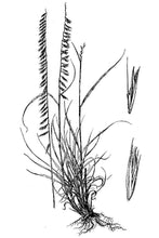 Load image into Gallery viewer, Sideoats Grama USDA Plant Image