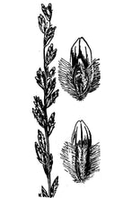 Load image into Gallery viewer, Slim Tridens*