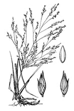 Load image into Gallery viewer, Switchgrass USDA