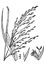 Load image into Gallery viewer, Switchgrass USDA