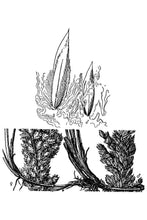 Load image into Gallery viewer, Texas Bluegrass*