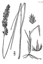 Load image into Gallery viewer, Texas Bluegrass*