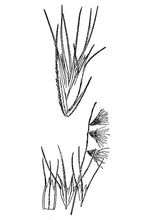 Load image into Gallery viewer, Texas Grama*
