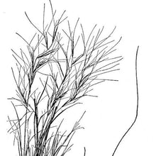 Load image into Gallery viewer, Threeawn (annual)*