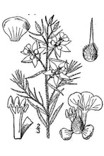 Load image into Gallery viewer, Trailing Ratany*