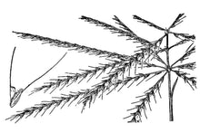 Load image into Gallery viewer, Tumble Windmillgrass*