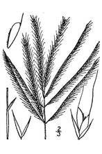 Load image into Gallery viewer, Tumble Windmillgrass*