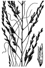 Load image into Gallery viewer, Weeping Lovegrass