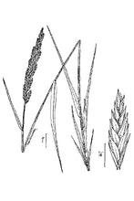 Load image into Gallery viewer, Western Wheatgrass
