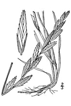 Load image into Gallery viewer, Western Wheatgrass