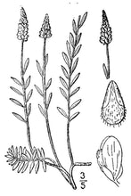 Load image into Gallery viewer, White Milkwort*