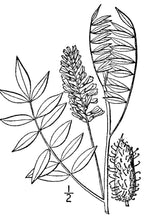 Load image into Gallery viewer, Wild Licorice*