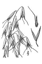 Load image into Gallery viewer, Wild Oat*