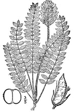 Load image into Gallery viewer, Wooly Locoweed*