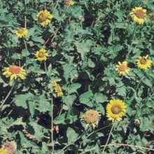 Load image into Gallery viewer, Awnless Bush Sunflower
