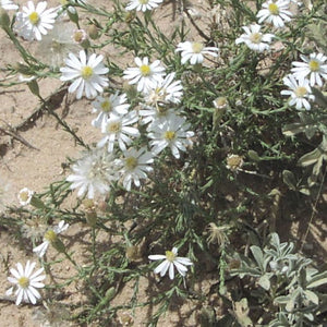 Babywhite Aster*