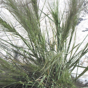 Bottlebrush Squirreltail