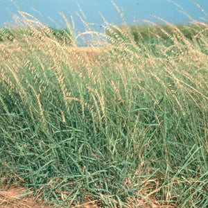 Brewster Germplasm Sideoats Grama