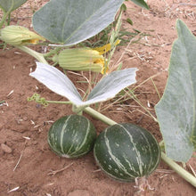 Load image into Gallery viewer, Buffalo Gourd*
