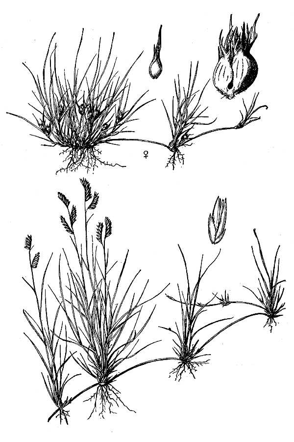 Buffalograss Roots Buffalograss – Bamert Seed