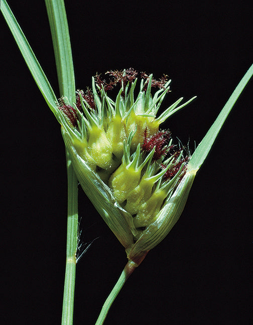 Buffalograss Roots Buffalograss – Bamert Seed
