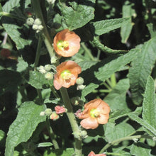 Load image into Gallery viewer, Copper Globemallow*
