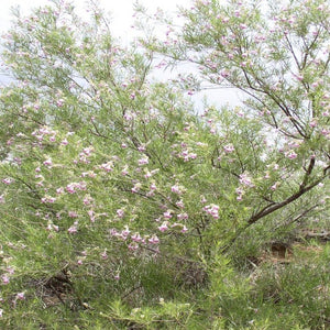 Desert Willow*