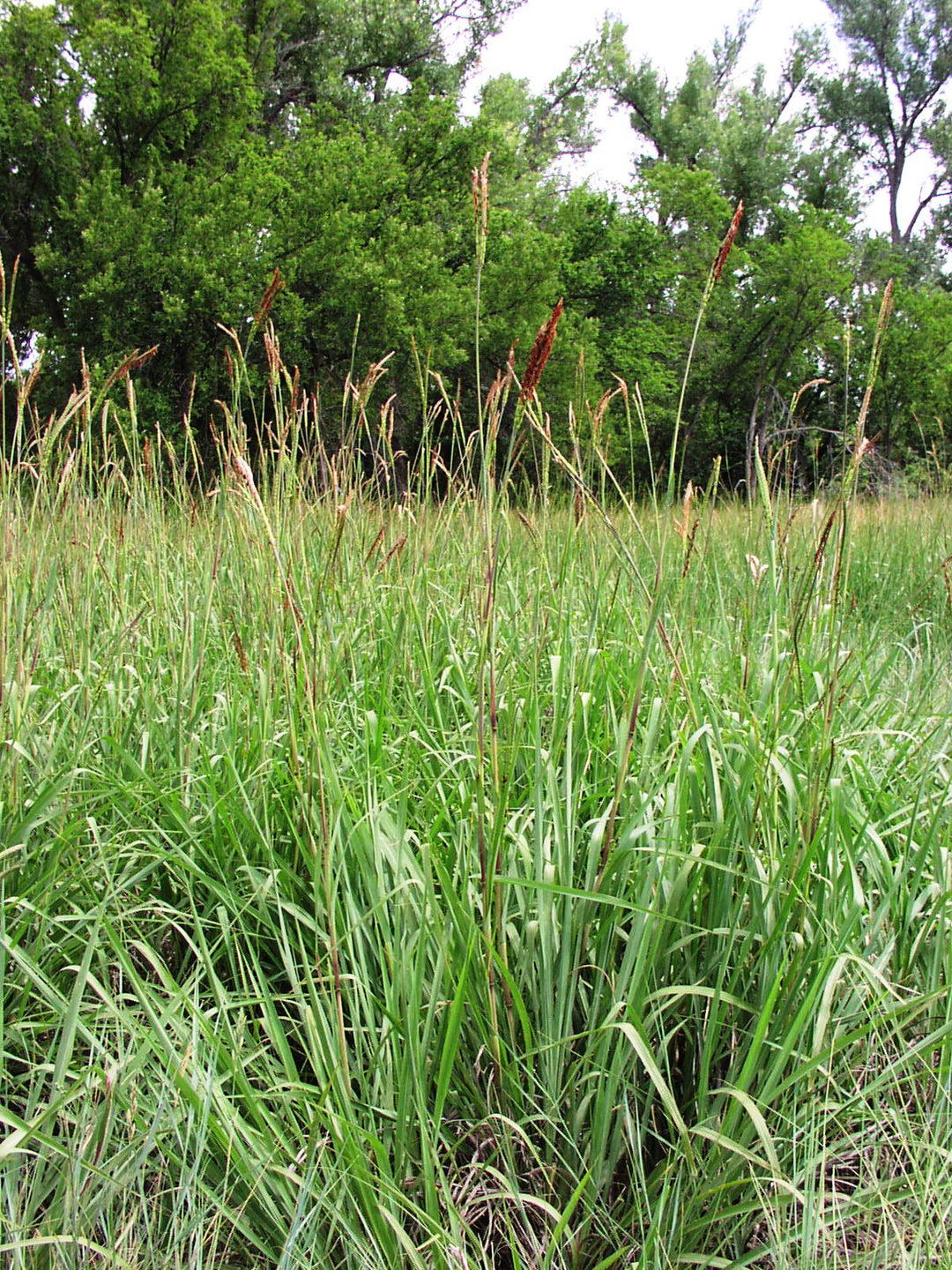 Eastern Gamagrass Bamert Seed