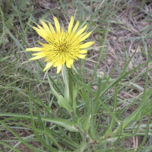 Goats Beard*