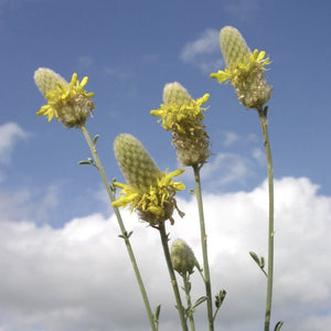 Golden Silkthumb*