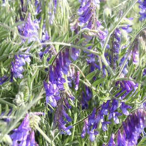 Hairy Vetch*