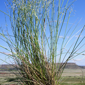 Indian Ricegrass*