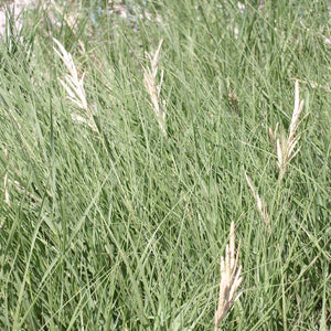 Inland Saltgrass*