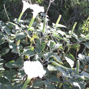 Jimsonweed(