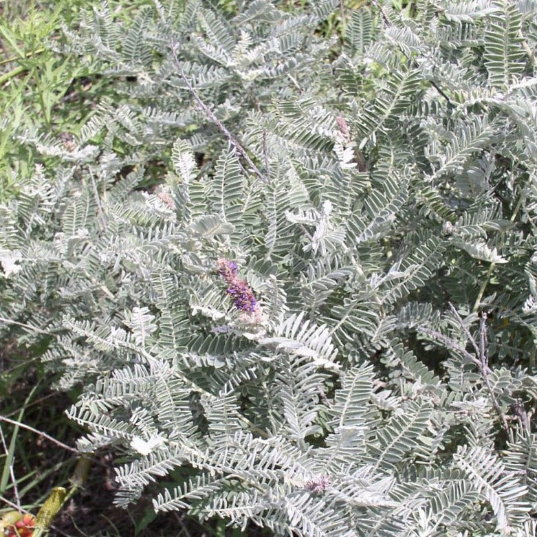 Lead-plant Amorpha*