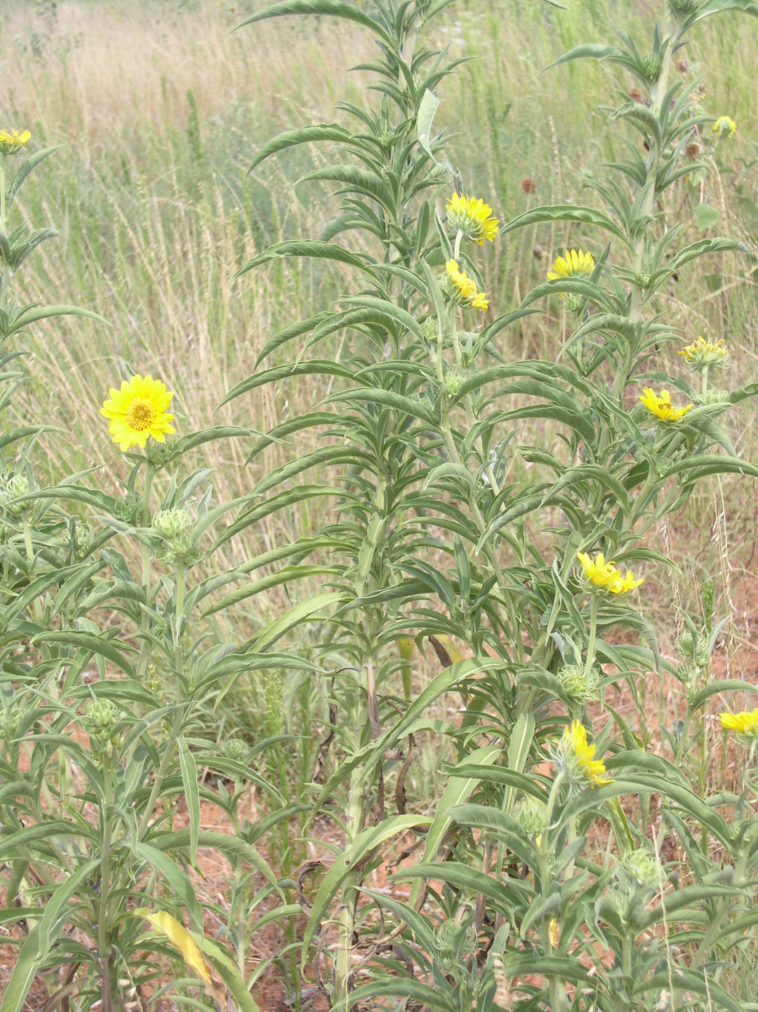 Maximilian Sunflower Bamert Seed
