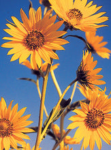 Load image into Gallery viewer, Maximilian Sunflower

