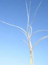 Load image into Gallery viewer, New Mexico Feathergrass*
