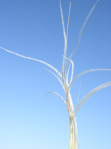 New Mexico Feathergrass*