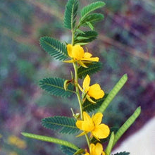Load image into Gallery viewer, Partridge Pea

