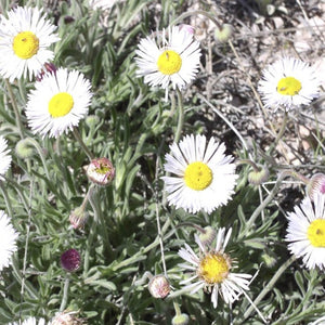 Plains Daisy*