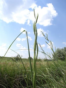 Prairie Cordgrass*