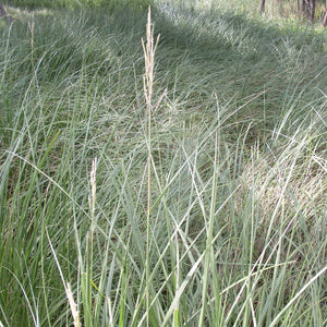 Prairie Cordgrass*