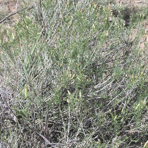 Rabbitbrush (Southwest)*