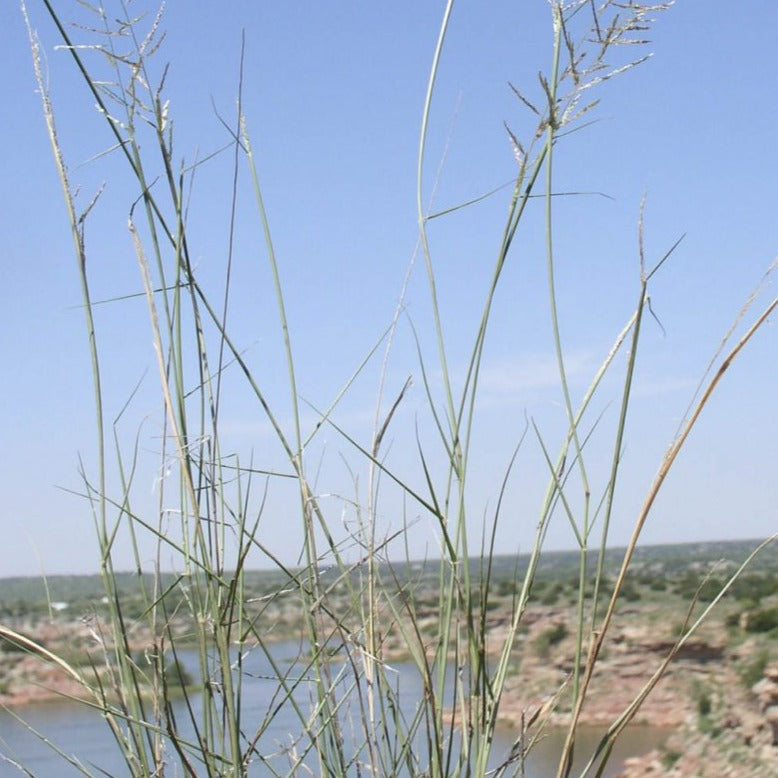 Sand Dropseed Bamert Seed