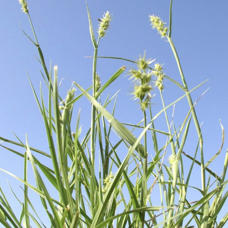 Field Sandbur